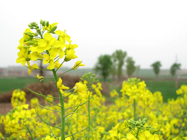 油菜花